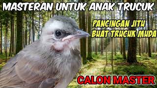 Download lagu Masteran Buat Anak Trucuk !! Pancing Suara Jitu Biar Gacor Dan Ropel mp3