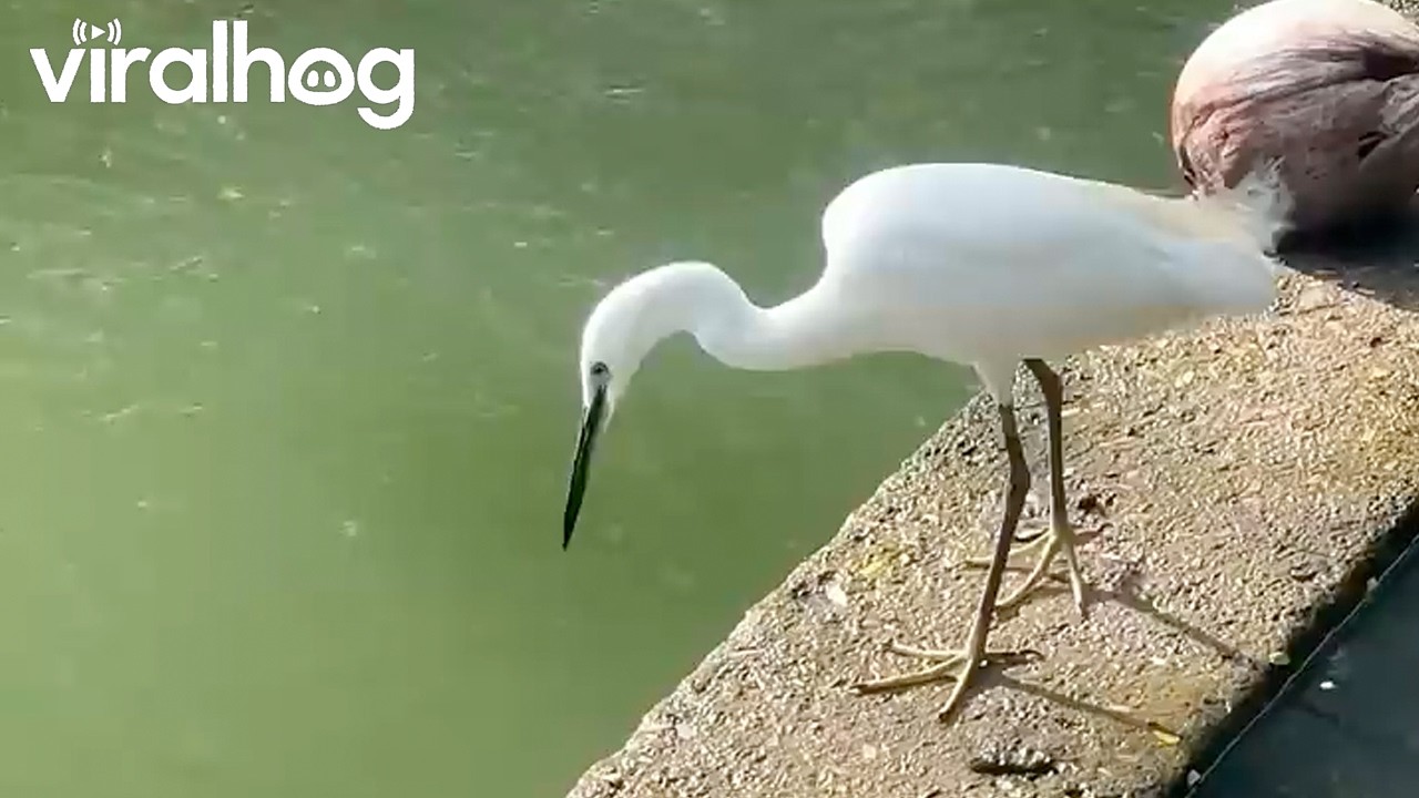 Heron's Meal Interrupted by Mama Snakehead || ViralHog