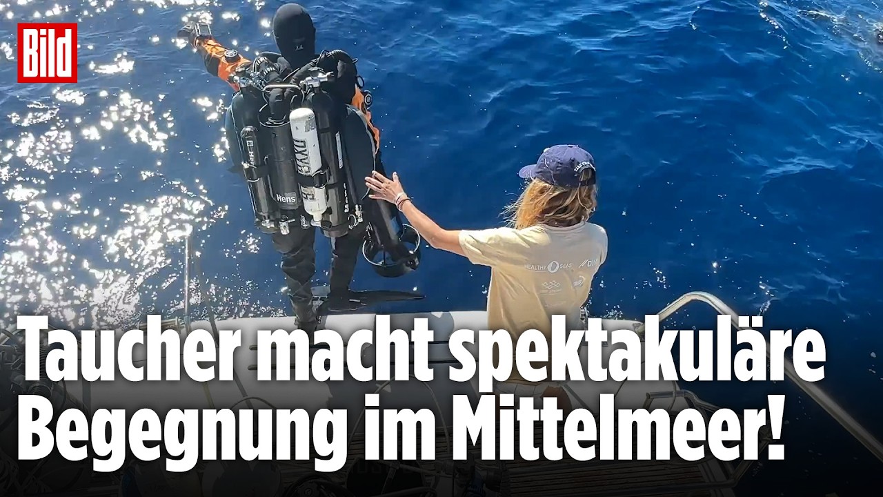 Taucher filmt Weißen Hai im Mittelmeer: „Hatte ziemlich zittrige Finger in dem Moment!“