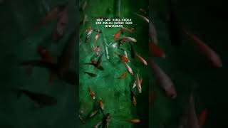 Download lagu Story wa 30 detik terbaru || Storywa teteg ati || story wa 30 detik #storywa #quotes #shortsvideo mp3 Download lagu Story wa 30 detik terbaru || Storywa teteg ati || story wa 30 detik #storywa #quotes #shortsvideo mp3