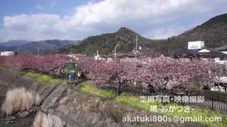preview picture of video '2014年　河津桜　空撮'