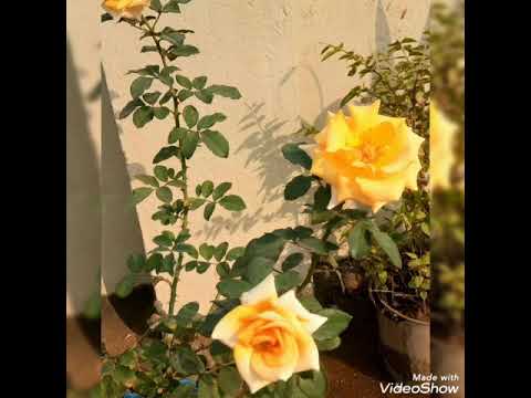 garden flower dec 2020