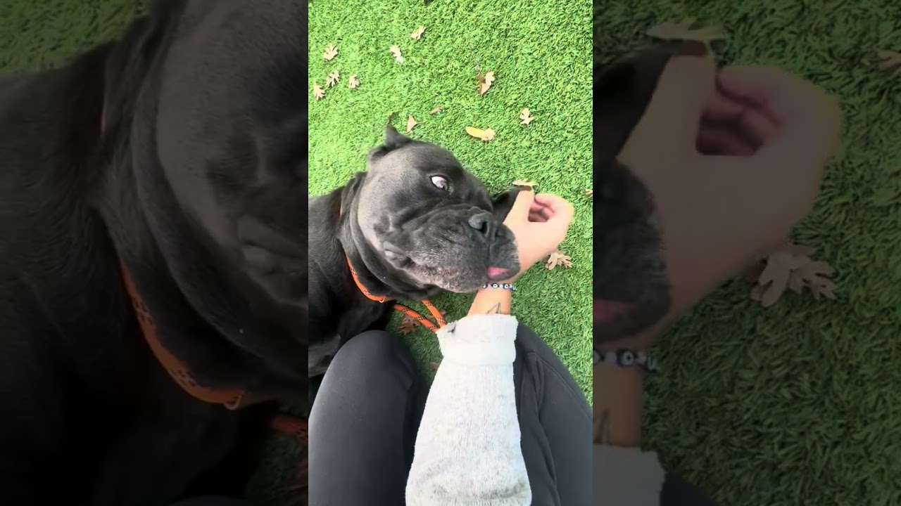 Enlarge May May, a ADOPTABLE Mastiff in Dublin, CA video 6/6