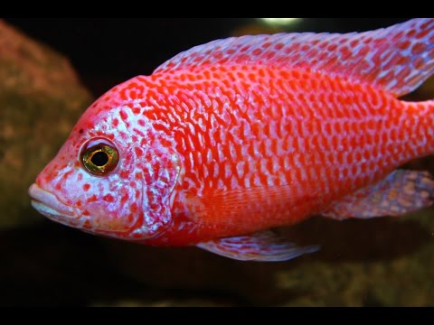 Watch Video on YouTube