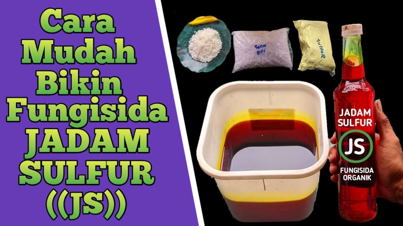 Putar video Cara Mudah Membuat Jadam Sulfur (JS) || sebanyak 5 liter || Fungisida jadam sekarang Cara Mudah Membuat Jadam Sulfur (JS) || sebanyak 5 liter || Fungisida jadam