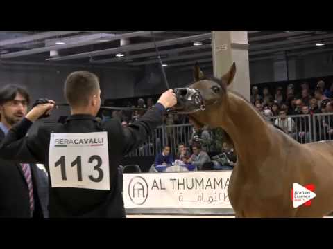 N 113 FOGGITA   Verona 2015   Yearling Fillies Class 1B