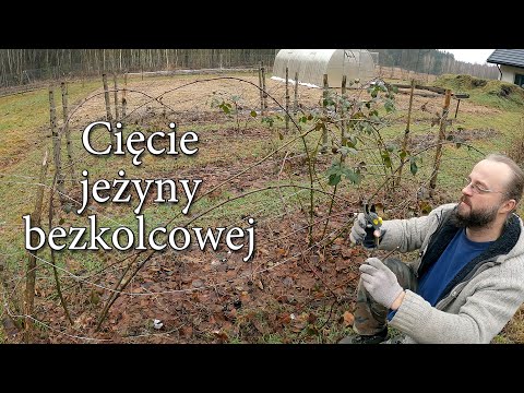 Cięcie jeżyny bezkolcowej w Szumilesie