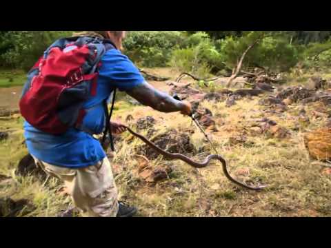 Łowcy jadu - Przerażająca akcja