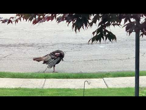Turkey preening on the sidewalk