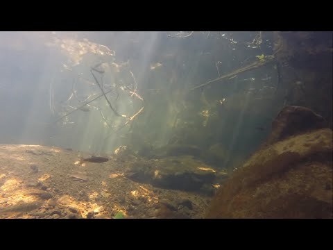 Underwater with juvenile rainbows - Part 1. Enjoy!