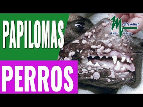 Que es papilomatosis vestibular. Que es la papilomatosis vestibular. vol_49_2006