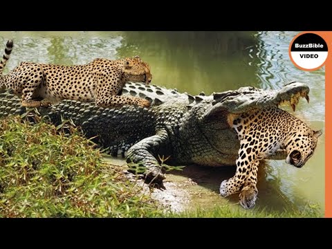 Le Guépard n'a pas Peur des Crocodiles , Grande Bataille de Guépard, Jaguar vs Crocodile