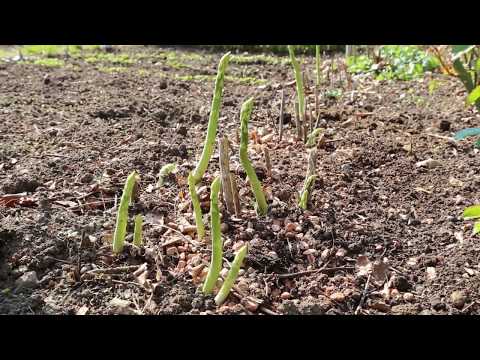 Sådan dyrker og høster du asparges