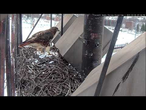Big Red Returns To Cornell Hawks Nest Site In Lead Up To Breeding Season – Feb. 5, 2021