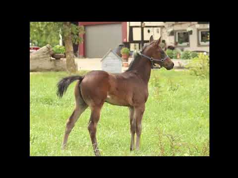 Gabauer, Total Diamond-Don Bedo-Likoto xx