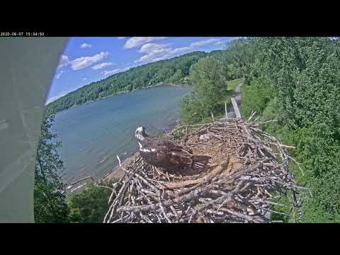 Ophelia shelters sleeping young, looks like caughing pellet 20200607 152740 20200607 154000