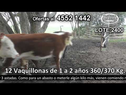Lote 12 Vaquillonas 1 a 2 años 7 HE,  2 AA y 3 HE c/  AA 360kg -  en La Soledad. Pantanoso a 20 Km de Nueva Helvecia