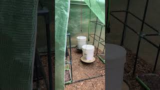 DIY chicken feeder and waterer