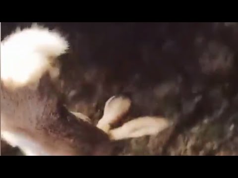 Hunting Rabbits In 4x4 Jeep