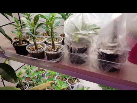 Спасаем Адениум всеми методами ))