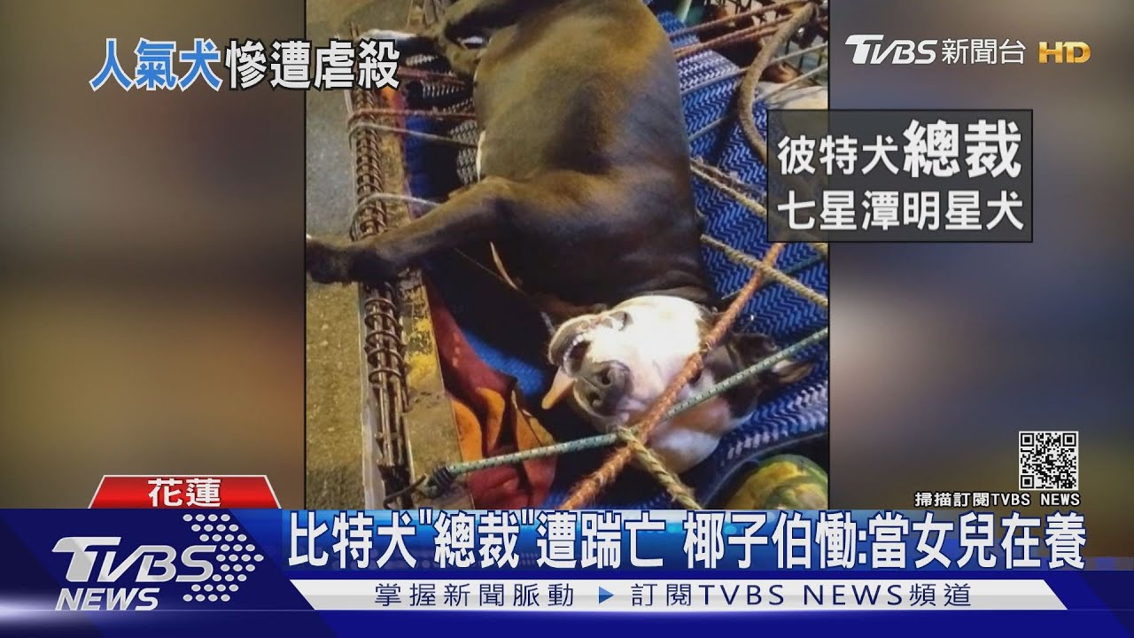 比特犬「總裁」遭踹亡 椰子伯慟:當女兒在養