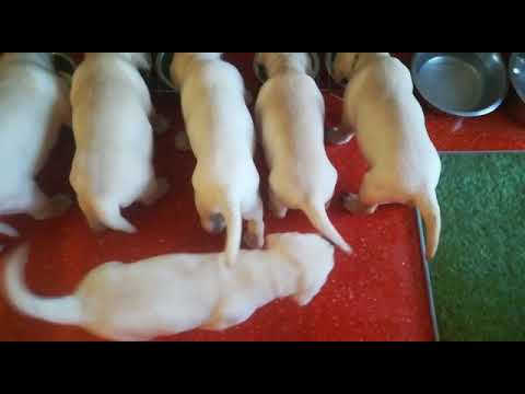 Bonton za stolom? Profići