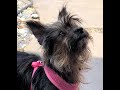 PRISSY YORKIE MIX FOR ADOPTION IN DALLAS WITH CAIRN RESCUE USA