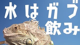 グリーンイグアナは水が好き＆エキゾチックレプタイルエキスポ有楽町いってきます