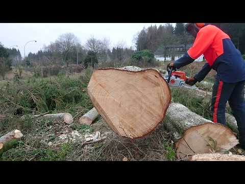 download lagu mp3 mp4 Stihl Ms 231, download lagu Stihl Ms 231 gratis, unduh video klip Stihl Ms 231