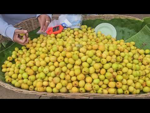 Jujubes (Ziziphus jujuba)