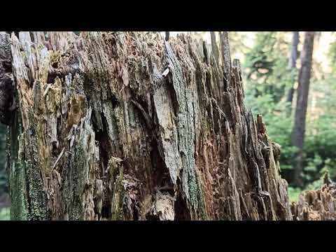 The beauty of forest : Slovakia