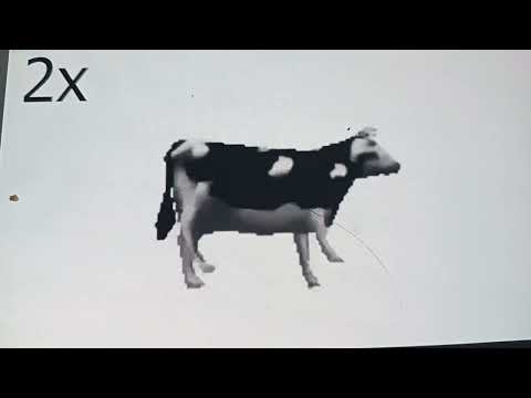 Police Cow Songs Fast and Slow Sheep V1