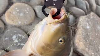 【パン鯉で鯉三昧】連日巨鯉をゲットいたしました