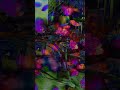 Pulp | The Day after the Revolution | MO shift blend | V1