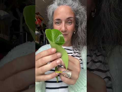 الست دي عملت بوكيه من ورق الشجر 🌿
