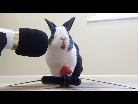 download lagu mp3 mp4 Juicy Strawberry, download lagu Juicy Strawberry gratis, unduh video klip Juicy Strawberry