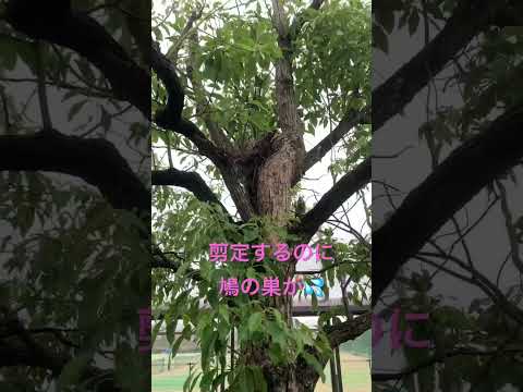 鳩が庭やバルコニーの植木鉢に卵を産まないようにするための 5 つ以上のヒント  庭園