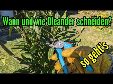 Wann Oleander schneiden und wie schneidet man Oleander zurück? So Oleander zurückschneiden Frühjahr