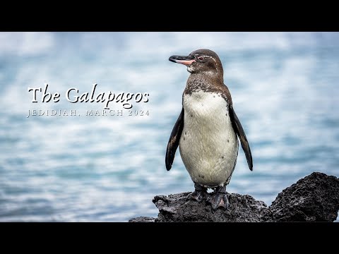Birds of The Galapagos, Ecuador