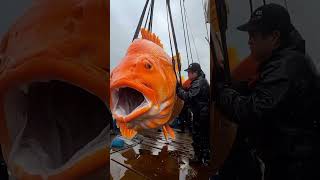 Download lagu World's Biggest Fish Caught on Camera – You Won’t Believe Its Size! mp3