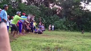preview picture of video 'Merpati balap kemirahan kepung kediri'