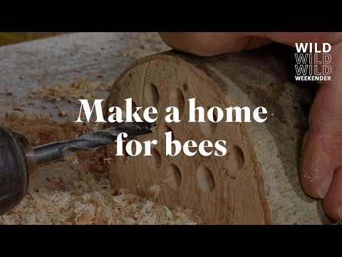 How to make a home for solitary bees | RSPB Wild Weekender