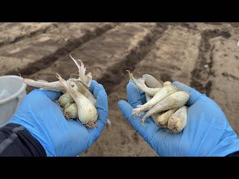 春にエシャロットを適切に植える