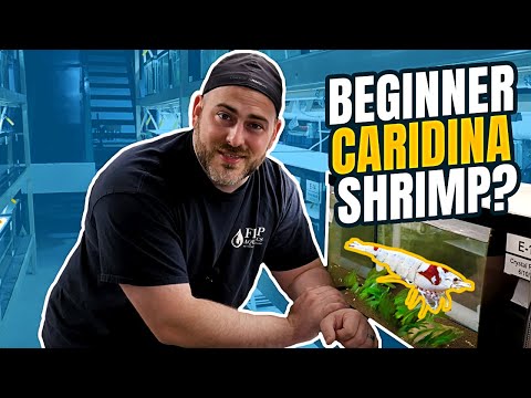 Caridina Shrimp for BEGINNERS [Shrimp Keeping Guide]