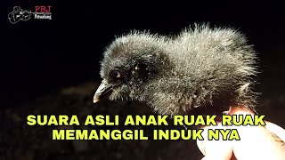 Download lagu SUARA ASLI PIKAT ANAK BURUNG RUAK RUAK MEMANGGIL INDUKNYA ‼️ mp3 Download lagu SUARA ASLI PIKAT ANAK BURUNG RUAK RUAK MEMANGGIL INDUKNYA ‼️ mp3