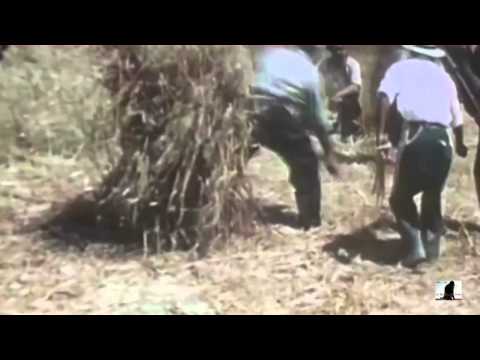 28.12.13 - LO SPIRITO DEL GRANO - Castiglione con Cecilia Mangini "La passione del Grano""