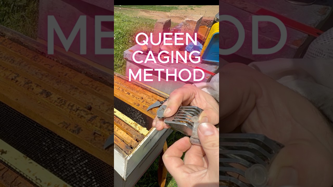 QUEEN CAGING METHOD ANYONE CAN DO!
