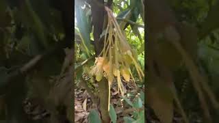 Download lagu Masa berbunga durian membutuhkan waktu sekitar 110-120 hari dari saat berbunga hingga panen. mp3 Download lagu Masa berbunga durian membutuhkan waktu sekitar 110-120 hari dari saat berbunga hingga panen. mp3