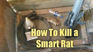 How to Kill a Smart Rat - Without Poisoning Your Own Animals & Property