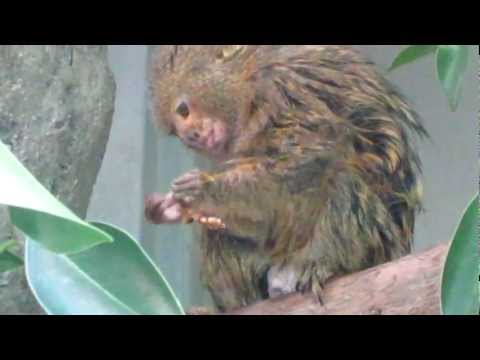 Pygmy Marmoset Eating a Mealworm